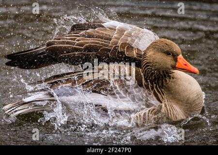 Dülmen, NRW, Deutschland. März 2021, 10th. Eine Graugans (Anser anser) kraubt ihre Federn und spritzt nach der Paarung im Wasser herum. Graugänse paaren sich normalerweise lebenslang. Vögel umwerben und "putzen", um sich auf die Paarungszeit und den Beginn des Frühlings vorzubereiten, da mildere Temperaturen eingestellt sind, um einzuziehen. Kredit: Imageplotter/Alamy Live Nachrichten Stockfoto