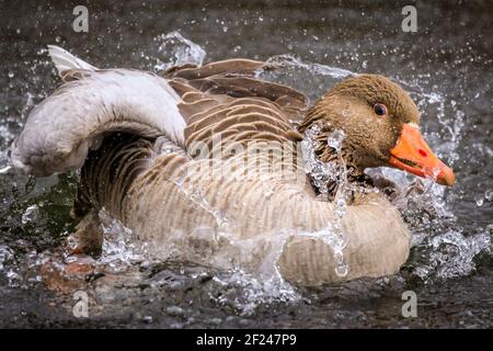 Dülmen, NRW, Deutschland. März 2021, 10th. Eine Graugans (Anser anser) kraubt ihre Federn und spritzt nach der Paarung im Wasser herum. Graugänse paaren sich normalerweise lebenslang. Vögel umwerben und "putzen", um sich auf die Paarungszeit und den Beginn des Frühlings vorzubereiten, da mildere Temperaturen eingestellt sind, um einzuziehen. Kredit: Imageplotter/Alamy Live Nachrichten Stockfoto