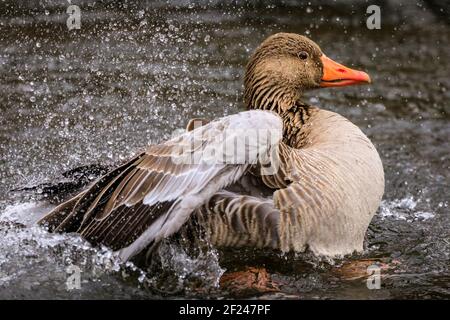 Dülmen, NRW, Deutschland. März 2021, 10th. Eine Graugans (Anser anser) kraubt ihre Federn und spritzt nach der Paarung im Wasser herum. Graugänse paaren sich normalerweise lebenslang. Vögel umwerben und "putzen", um sich auf die Paarungszeit und den Beginn des Frühlings vorzubereiten, da mildere Temperaturen eingestellt sind, um einzuziehen. Kredit: Imageplotter/Alamy Live Nachrichten Stockfoto