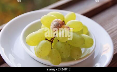 Untertasse mit Trauben, auf denen niedliche kleine Schnecke kriecht, auf weißem Porzellanteller Stockfoto