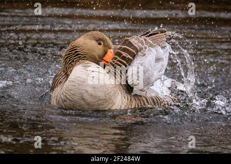 Dülmen, NRW, Deutschland. März 2021, 10th. Eine Graugans (Anser anser) kraubt ihre Federn und spritzt nach der Paarung im Wasser herum. Graugänse paaren sich normalerweise lebenslang. Vögel umwerben und "putzen", um sich auf die Paarungszeit und den Beginn des Frühlings vorzubereiten, da mildere Temperaturen eingestellt sind, um einzuziehen. Kredit: Imageplotter/Alamy Live Nachrichten Stockfoto