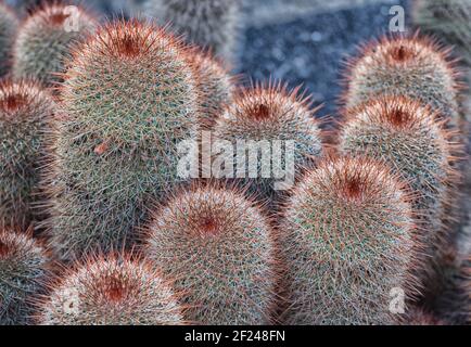 Mammillaria spinosissima auch als stacheliger Nadelkissen-Kaktus bekannt, stammt aus Mexiko, Guerrero und Morelos. Stockfoto