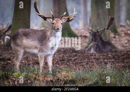 Dülmen, NRW, Deutschland. März 2021, 10th. Ein Damhirsch (Männchen) grast ruhig im Wald. Damwild (dama dama) wandern an einem milden, aber nebligen frühen Frühlingstag im Wald herum. Wärmere Temperaturen werden eingestellt, um sich zu bewegen. Kredit: Imageplotter/Alamy Live Nachrichten Stockfoto