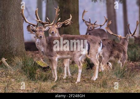 Dülmen, NRW, Deutschland. März 2021, 10th. Damwild Böcke (Männchen) weiden ruhig. Damwild (dama dama) wandern an einem milden, aber nebligen frühen Frühlingstag im Wald herum. Wärmere Temperaturen werden eingestellt, um sich zu bewegen. Kredit: Imageplotter/Alamy Live Nachrichten Stockfoto