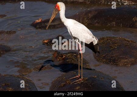 Der Gelbschnabelstorch verwendet verschiedene Jagdtechniken. Hier auf Ständen regungslos warten auf Fische oder andere Beute nahe genug zu schwimmen Stockfoto