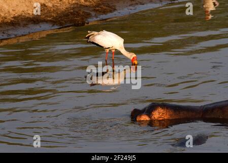 Der Gelbschnabelstorch verwendet verschiedene Jagdtechniken. Hier waszt man langsam durch das Wasser mit Bill Agape, der darauf wartet, dass Fische schwimmen Stockfoto