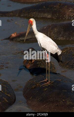 Der Gelbschnabelstorch verwendet verschiedene Jagdtechniken. Hier auf Ständen regungslos warten auf Fische oder andere Beute nahe genug schwimmen Stockfoto