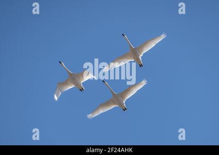 Tundra-Schwäne fliegen in Formation in der Nähe des Middle Creek Wildlife Managment Gegend in Pennsylvania Stockfoto