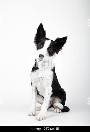 Border Collie Welpe, 3 Monate alt, sitzt vor weißem Hintergrund Stockfoto