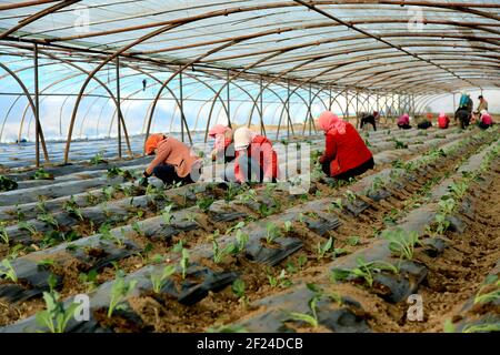 Zhangye, Chinas Provinz Gansu. März 2021, 10th. Bauern Pflanzen Gemüse in einem Gewächshaus in Zhangye, nordwestlich der Provinz Gansu, 10. März 2021. Quelle: Chen Li/Xinhua/Alamy Live News Stockfoto