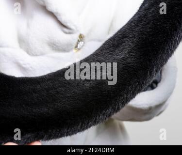 Teure braune Nerzfell Haut in einer Frau Hände. Stockfoto