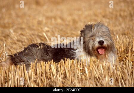 Bärtiger Collie Hund, Medstead, Hampshire, England, Vereinigtes Königreich. Stockfoto