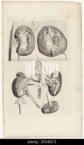 Anatomische Untersuchung und Dissektion der Nieren. Oben rechts nummeriert T. 43. Stockfoto