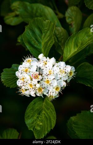 Die Blüten von Cockspur Hawthorn dauern nur ein paar Tage, aber ein Genuss von Nektar suchenden Insekten. Stockfoto