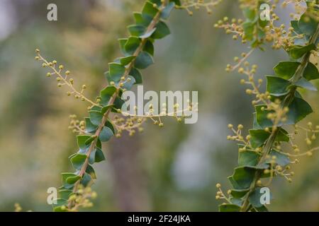 Nahaufnahme von Keil-leaved Wattle / Acacia pravissima Stockfoto