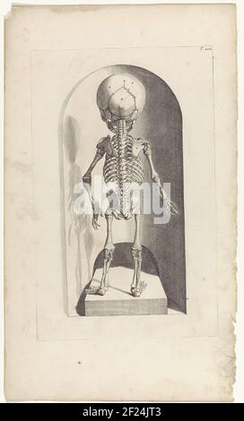 Anatomische Untersuchung der Rückseite des Skeletts eines Fötus. Oben rechts nummeriert T. 102. Stockfoto