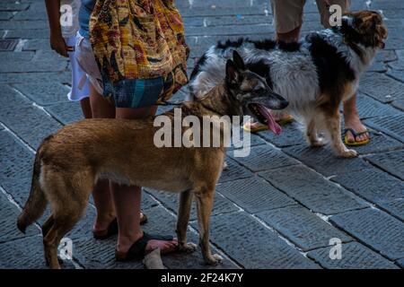 Zwei Hunde laufen in der Stadt Stockfoto