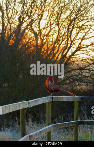 Fasane (Phasianus colchicus) Stehen auf der Femce bei Sonnenaufgang in Seaton Wetlands Nature Devon Reservieren Stockfoto