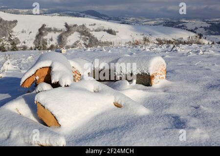 Schneebedeckte Holzstämme auf der Bergwiese an sonnigen Tagen Stockfoto