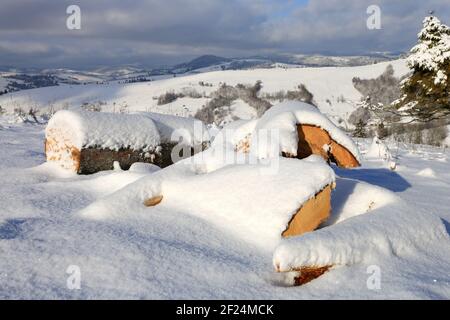 Baumstämme unter Schnee auf der Bergwiese im Winter Stockfoto