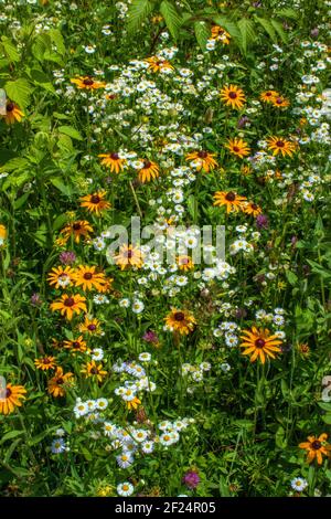 Die Schwarzäugige Susan & Daisy Fleabane sind oft zwei einheimische Wildblumen Gefunden wächst zusammen in alten Feldern und wilden Wiesen in der Nordost Vereinigte Staaten Stockfoto
