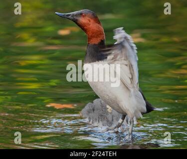 Die Canvasback ist eine Art von tauchenden Ente, die größte in Nordamerika gefunden. Stockfoto