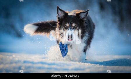 Border Collie Portrait mit negativem Raum Stockfoto