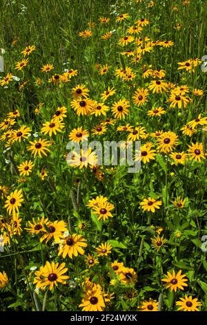 Schwarzäugige Susan ist eine aktive Wildblume, die oft wächst Altes Feld und wilde Wiesen im östlichen und mittleren Norden Amerika Stockfoto