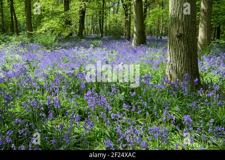 Glockenblumen in Staffhurst Woods in der Nähe von Oxted Surrey Stockfoto