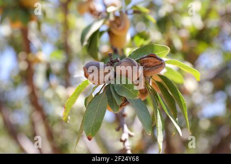 Mandelnüsse. Grüne Mandeln auf dem Baum bereit für die Ernte. Stockfoto