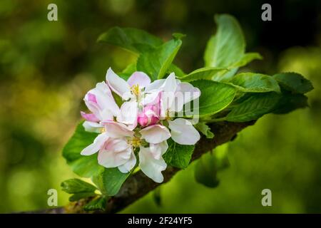 Eine Nahaufnahme einer Crabbe-Apfelblüte und Staubgefäßen Im Frühling Stockfoto