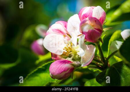 Eine Nahaufnahme einer Crabbe-Apfelblüte und Staubgefäßen Im Frühling Stockfoto
