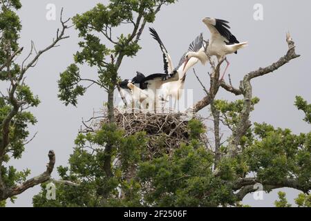 Weißstorch (Ciconia ciconia) Elternteil füttert Küken im Nest. Sussex, Großbritannien. Stockfoto