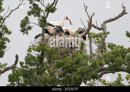 Weißstorch (Ciconia ciconia) Elternteil füttert Küken im Nest. Sussex, Großbritannien. Stockfoto