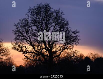 Baum bei Sonnenuntergang neben RHS Bridgewater Garden Worsley, Salford, Manchester Stockfoto