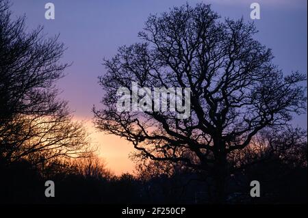 Baum bei Sonnenuntergang neben RHS Bridgewater Garden Worsley, Salford, Manchester Stockfoto