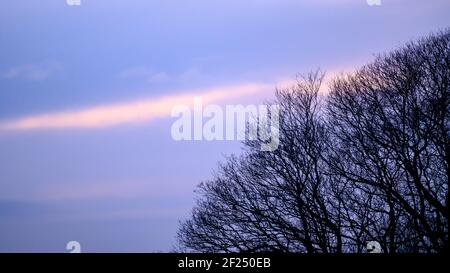 Baum bei Sonnenuntergang neben RHS Bridgewater Garden Worsley, Salford, Manchester Stockfoto