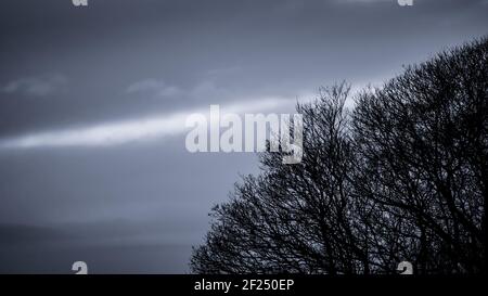 Baum bei Sonnenuntergang neben RHS Bridgewater Garden Worsley, Salford, Manchester Stockfoto