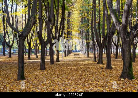 Herbstfarben im Parco di Monza Stockfoto