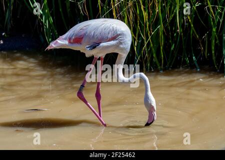 Mehr Flamingo (Phoenicopterus Roseus) Stockfoto