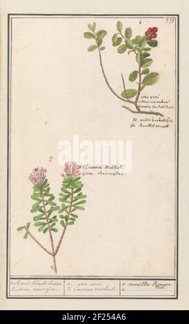 Berendruif (Arctostaphylos Uva-Ursi) und scharfer Pfeffer boompje (Daphne cneorum); 1. Roode Kraecke Besiën 2. Stein Roosjen. / 1. Uva Ursi 2. Cneoron Mathioli. / 1. Aureilles Rouges. 2..bering Traube und scharfer Pfefferbaum oder Teen Rose. Rechts oben nummeriert: 278. Mit den Namen in verschiedenen Sprachen. Teil des dritten Albums mit Zeichnungen von Blumen und Pflanzen. Zehntes von zwölf Alben mit Zeichnungen von Tieren, Vögeln und Pflanzen, bekannt um 1600, angefertigt von Kaiser Rudolf II. Mit Erklärung auf Niederländisch, Latein und Französisch. Stockfoto