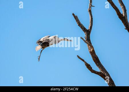 Graureiher (Ardea cinerea) Anfahren der Nest Stockfoto