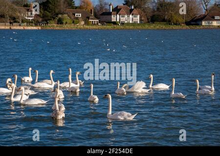 BOSHAM, WEST SUSSEX/UK - 1. Januar: EINE Versammlung von Mute Swans in Bosham West Sussex am 1. Januar 2013. Nicht identifizierte Personen Stockfoto