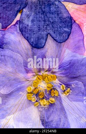 Gepresste Blumen abstrakt Stockfoto