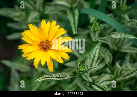 Gartenpflanze, falsche Blüten der Sonnenblume, Sonnenplatzen, Wald Sonnenblume. Blick von oben. Stockfoto