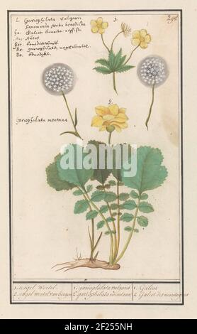 Gelbe Nagelwürze (geum urbanum) und alps Gelbe Nagelwürze (geum montanum); 1. Nagelwurzel. 2. Nagelwurzel der Berge / 1. Gariophilata vulgaris 2. Gariophilata Montana / 1. Galiot. 2. Galiot des Montagnes. Gelbe oder einfach nur Nagel Gewürz oder Hexenkraut, und eine andere Art aus den Bergen. Rechts oben nummeriert: 298. Über dem Namen in sechs Sprachen. Teil des dritten Albums mit Zeichnungen von Blumen und Pflanzen. Zehntes von zwölf Alben mit Zeichnungen von Tieren, Vögeln und Pflanzen, bekannt um 1600, angefertigt von Kaiser Rudolf II. Mit Erklärung auf Niederländisch, Latein und Französisch. Stockfoto