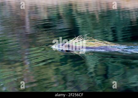 Nordamerikanische Biber (Castor Canadensis) Stockfoto