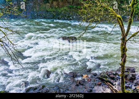 Mitten in Stromschnellen am Snoqualmie River ragt ein Felsen hoch. Stockfoto