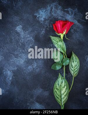 Schöne einzelne rote Rose auf schwarzem Hintergrund mit Platz für einen Text. Eine Kondolenzkarte mit leerem Platz für emotionalen, sentimentalen Text, Zitat oder s Stockfoto