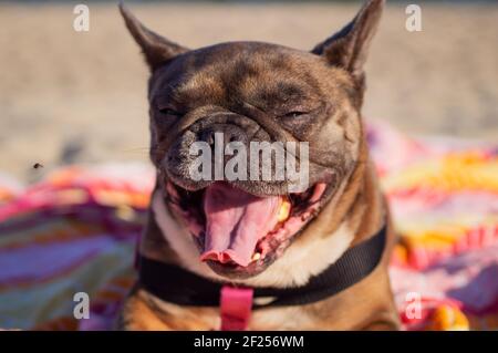 Lustige gähnende französische Bulldogge auf einer bunten Matte. Weichfokus. Stockfoto